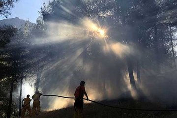 Ormanları tehdit eden ’küçük’ tehlike