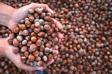 Türkiye 2025’te fındık ihracatından 2,2 milyar doların üzerinde gelir sağladı