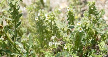 Rare endemic plant species rediscovered in Turkey's Amasya after 128 years