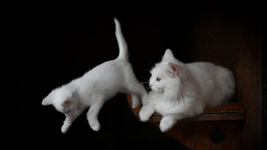 ANKARA KEDİLERİ İLGİ ODAĞI OLDU
