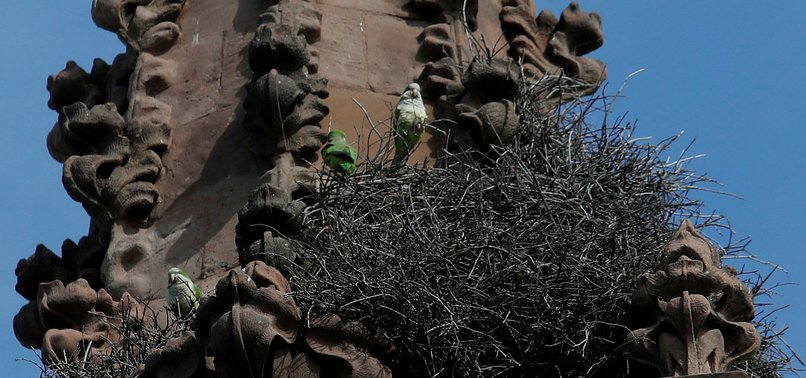 PARROTS, NESTING IN PEACE, ATTRACT NEW YORK CEMETERY VISITORS