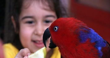 Turkish students make feathery friends at school bird sanctuary