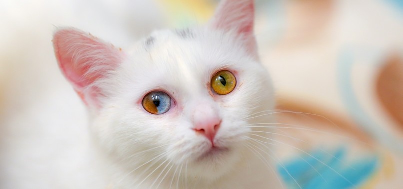 RARE VAN CAT WITH TWO COLORS IN ONE EYE EXCITES RESEARCHERS