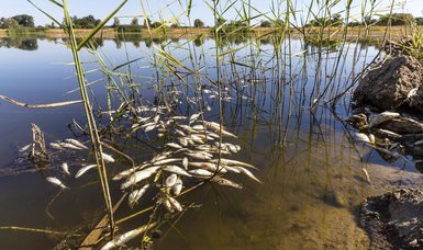 Germany: Oder River still in alarming condition after fish kill