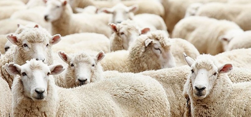 POLICE DISCOVER 40 SHEEP IN SOCIAL-HOUSING APARTMENT IN NICE
