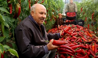 Üretimi zahmetsiz, karı ise çok yüksek!