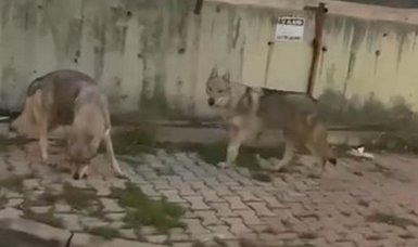 Unwelcome guests: Hungry wolves descend upon Istanbul's Başakşehir district in search of sustenance