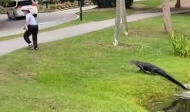 Shocking footage captures alligator charging at South Carolina fisherman