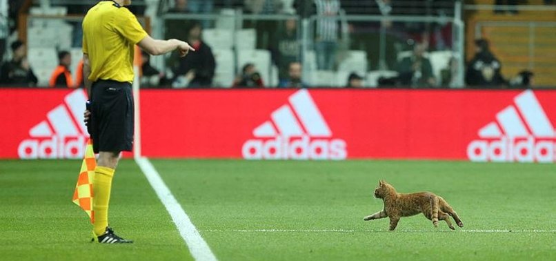 UEFA PUNISHES BEŞIKTAŞ FOR STRAY CAT AT BAYERN MUNICH GAME