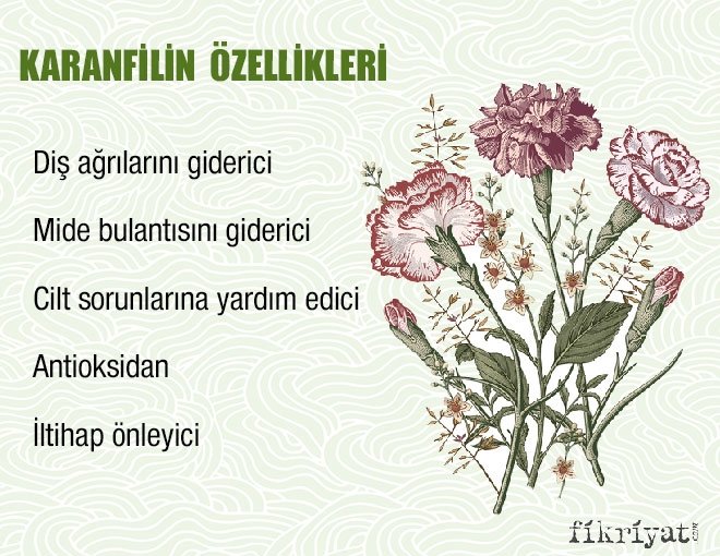 KARANFİL KÜRÜ