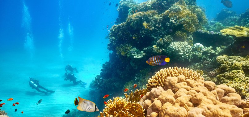 Climate change crippling marine life: wildlife official - anews