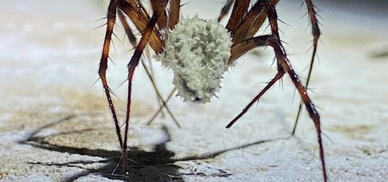 New fungus species discovered in Northern Ireland alters spider behavior