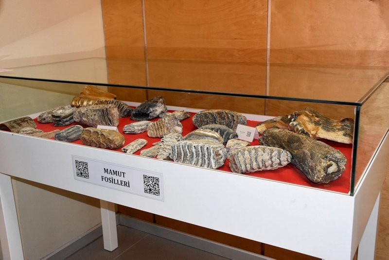 Remains of 28,000-year-old wooly mammoth on display in Turkey
