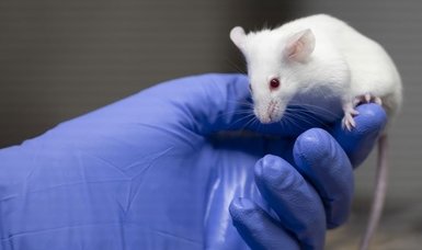 Swiss to vote on becoming first country to ban animal testing