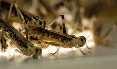 Scientists warn of 'insect apocalypse' amid climate change