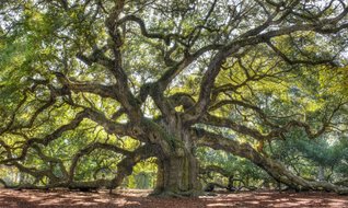 Türkiye’nin 100 yıllık markaları