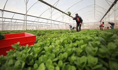 Palestine relies on Turkish agricultural products amid instability in Red Sea