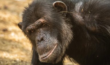 Chimpanzees follow fashion trends too