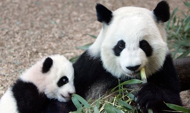 Don't feed the pandas: Man banned from panda park for life for throwing 'objects' into an enclosure