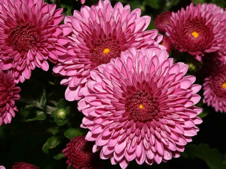 Edebiyatın velûd çiçekleri