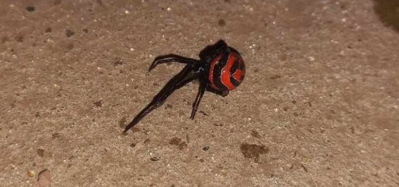 YOUNG MAN BITTEN BY BLACK WIDOW SPIDER IN SERIOUS CONDITION IN ARGENTINE