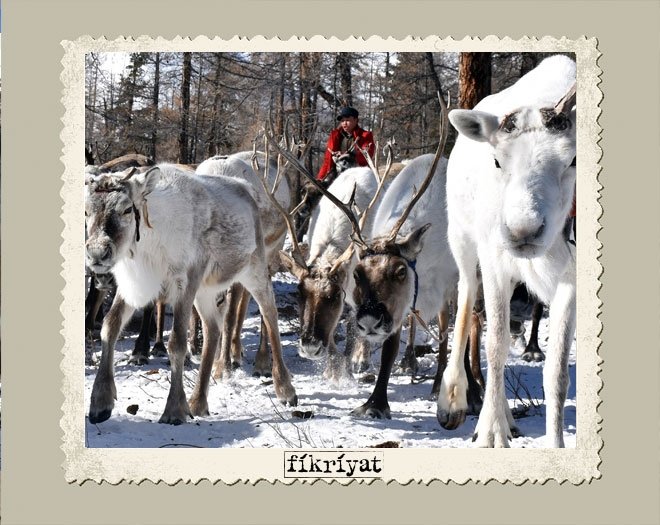 GEYİK DEMEK HAYAT DEMEK