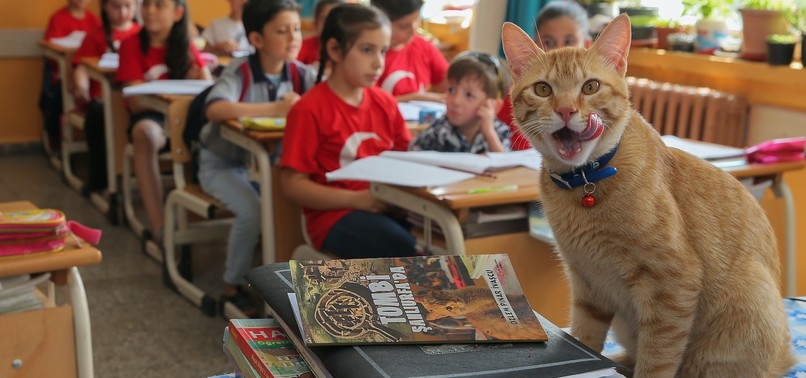 CLASSROOM PET TOMBI INSPIRES BOOK SERIES FOR CHILDREN