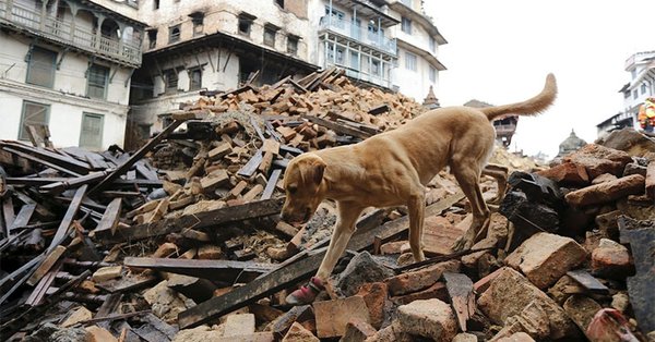 Can animals actually predict earthquakes? Can animals actually predict earthquakes?