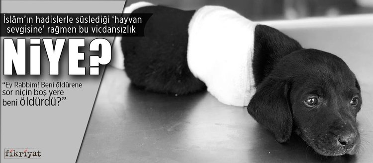 islam in hadislerle susledigi hayvan sevgisi fikriyat