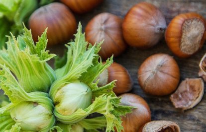 FındıktaenbüyükdışalıcıAlmanyaoldu