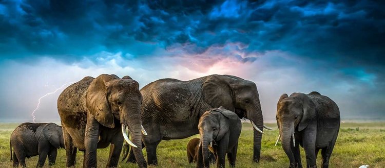 Botsvana, Almanya’yı 20 bin fil göndermekle tehdit etti