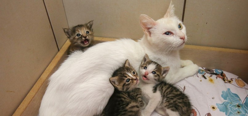 MOTHERLY LOVE: VAN CAT ADOPTS THREE ORPHANED KITTENS