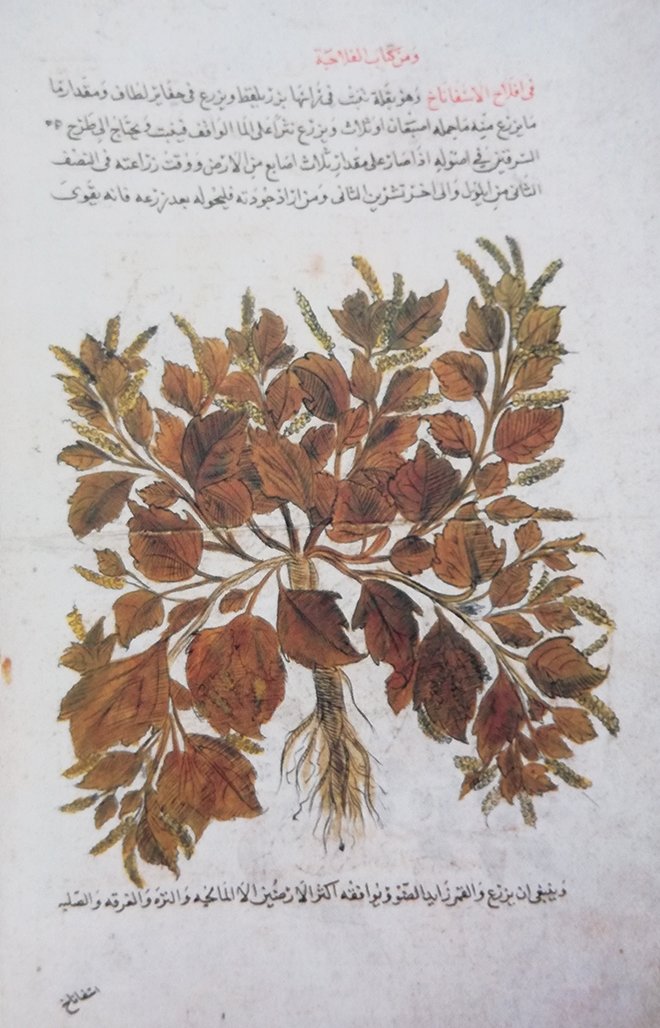 Ãà BİN FARKLI BİTKİNİN ÃZELLİKLERİ BULUNUYOR