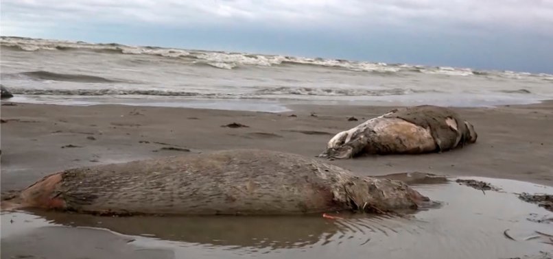 AROUND 2,500 DEAD SEALS WASH ASHORE IN RUSSIA’S DAGESTAN