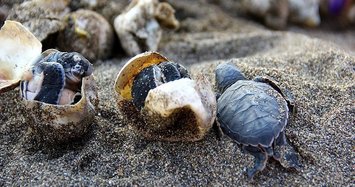 Half-million baby turtles reached sea in 2017: Turkey