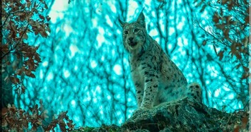 Turkish photographer captures closeup shots of endangered Balkan lynx