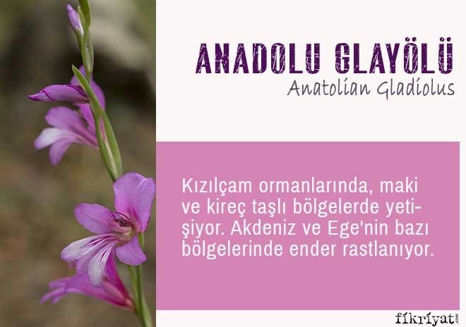 ANADOLU GLAYÖLÜ