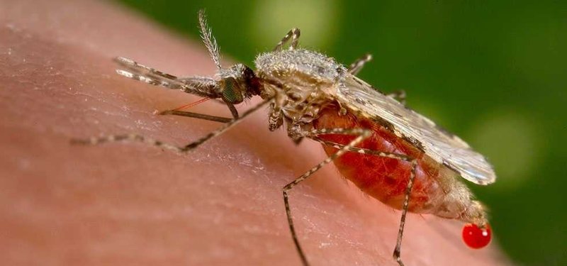 WHO certifies Egypt as officially malaria-free