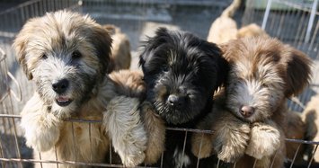 South Korea shuts down largest dog slaughterhouse complex