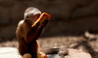 911 call from California zoo believed to be made by monkey