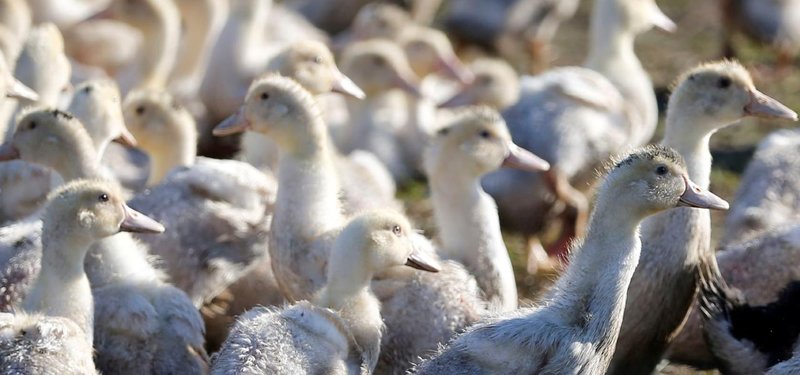 Türkiye regains "Disease-free zone" status for avian influenza