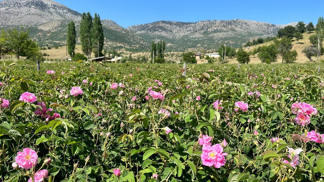 ISPARTA’DA GÜL HASADI DEVAM EDİYOR