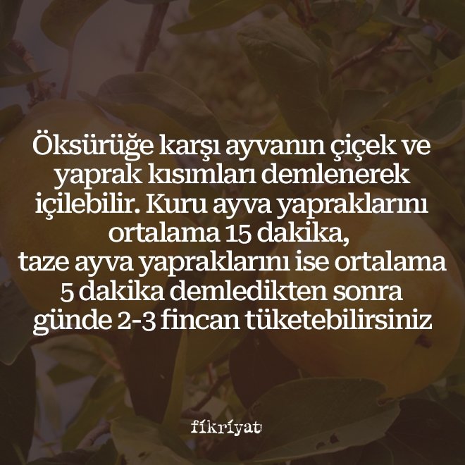 AYVA YAPRAĞI