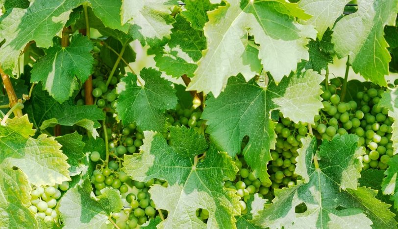 Asma Yaprağının Faydaları Nelerdir? Çayı Nasıl Yapılır?