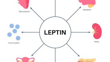 Zayıflama ve Leptin Hormonu