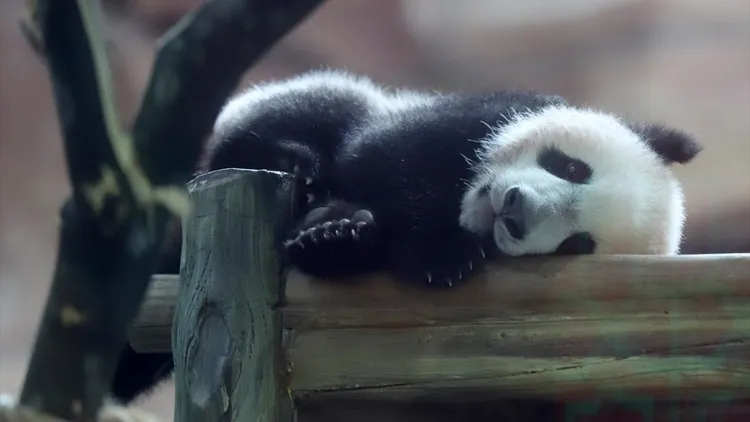 Giant panda cub Satrio Wiratama in Indonesia