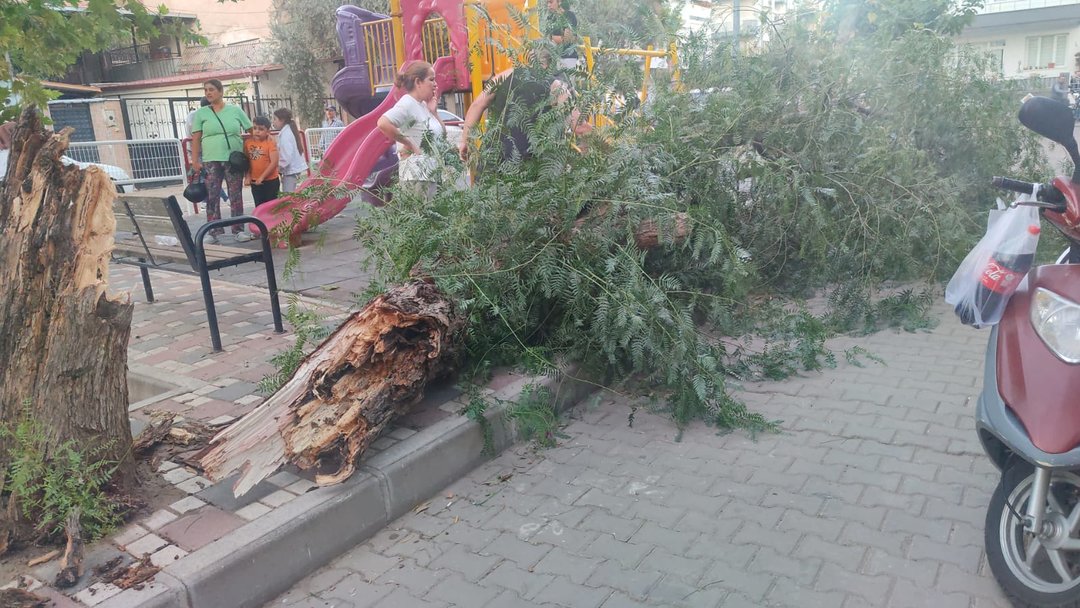 FIRTINA AĞACI YIKTI