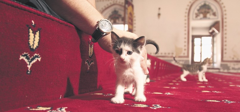 CAT GIVES BIRTH IN MOSQUE, CONGREGATION TAKES CARE OF KITTENS