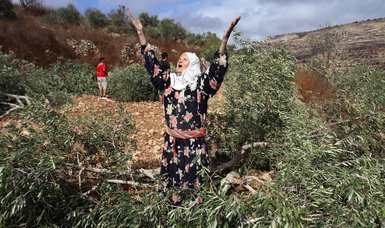 Israel uproots thousands of olive trees in occupied West Bank - mayor