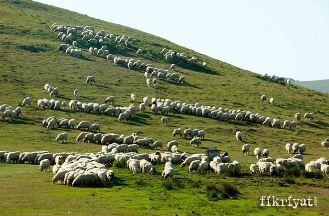 Perşembe, Aybastı/Ordu